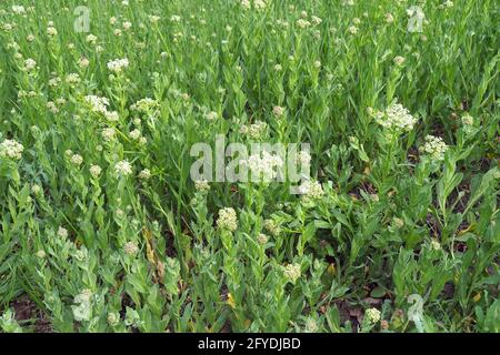 whitetop or hoary cress, Thanet cress,Pfeilkresse, Herzkresse, Türkische KresseLepidium draba, útszéli zsázsa, Budapest, Hungary, Magyarország, Europe Stock Photo