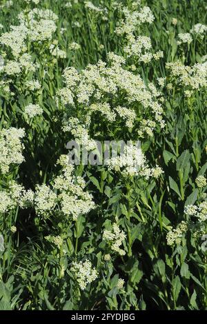 whitetop or hoary cress, Thanet cress,Pfeilkresse, Herzkresse, Türkische KresseLepidium draba, útszéli zsázsa, Budapest, Hungary, Magyarország, Europe Stock Photo