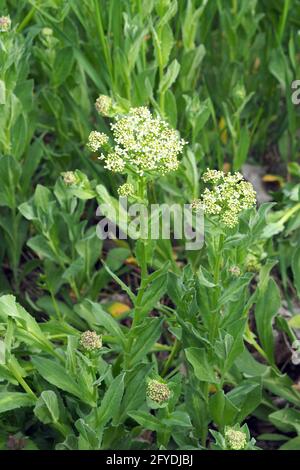 whitetop or hoary cress, Thanet cress,Pfeilkresse, Herzkresse, Türkische KresseLepidium draba, útszéli zsázsa, Budapest, Hungary, Magyarország, Europe Stock Photo