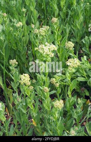 whitetop or hoary cress, Thanet cress,Pfeilkresse, Herzkresse, Türkische KresseLepidium draba, útszéli zsázsa, Budapest, Hungary, Magyarország, Europe Stock Photo