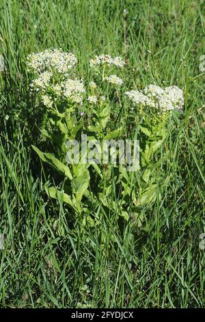 whitetop or hoary cress, Thanet cress,Pfeilkresse, Herzkresse, Türkische KresseLepidium draba, útszéli zsázsa, Budapest, Hungary, Magyarország, Europe Stock Photo