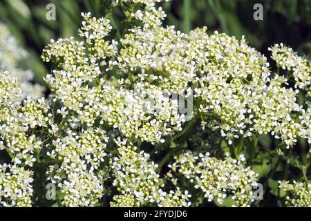 whitetop or hoary cress, Thanet cress,Pfeilkresse, Herzkresse, Türkische KresseLepidium draba, útszéli zsázsa, Budapest, Hungary, Magyarország, Europe Stock Photo