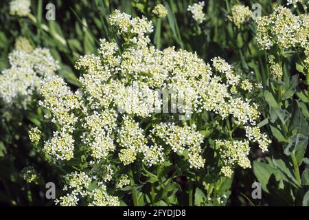 whitetop or hoary cress, Thanet cress,Pfeilkresse, Herzkresse, Türkische KresseLepidium draba, útszéli zsázsa, Budapest, Hungary, Magyarország, Europe Stock Photo