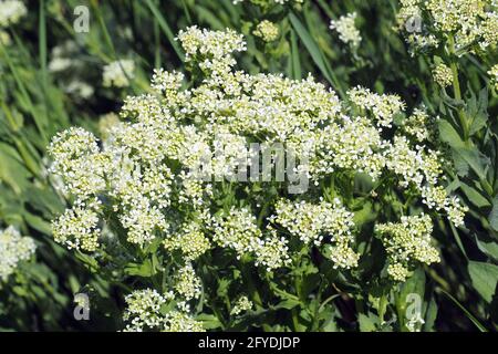 whitetop or hoary cress, Thanet cress,Pfeilkresse, Herzkresse, Türkische KresseLepidium draba, útszéli zsázsa, Budapest, Hungary, Magyarország, Europe Stock Photo