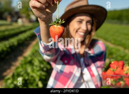 Pretty farmer woman holding fresh strawberries picked on plantation behind Stock Photo