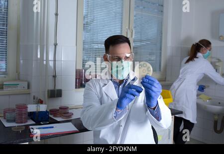 Young doctor researcher in laboratory experimenting using sample in Petri dish. Scientists working in hospital lab. Stock Photo