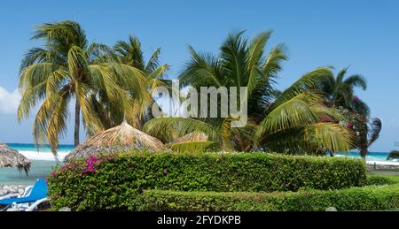 Close up beautiful photo of tropical beach huts under palm trees in front of tropical turquoise sea shore with breaking waves Stock Photo