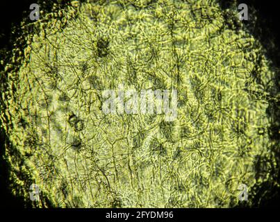 outer peel of orange seed under a light microscope, magnification 400 times Stock Photo