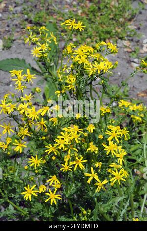 eastern groundsel, Frühlings-Greiskraut, Senecio vernalis, tavaszi aggófű, Budapest, Hungary, Magyarország, Europe Stock Photo