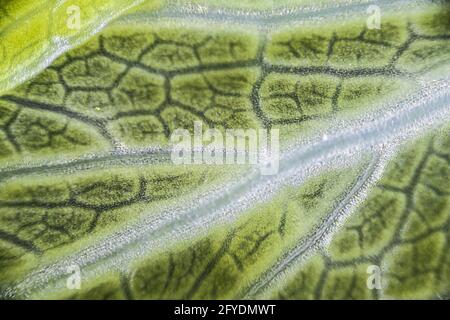 Green celery leaf macro under the microscope with a magnification of 40 times, objective 4 Stock Photo