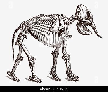 Skeleton of endangered Indian elephant, elephas maximus indicus in profile view, after antique engraving from the 19th century Stock Vector