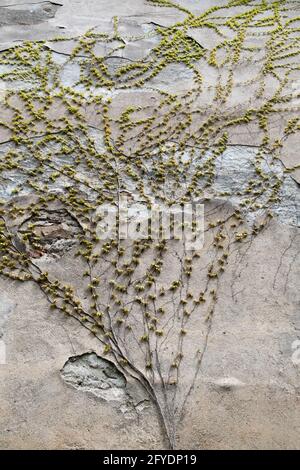Climbing Grow Green Ivy plant on Old Concrete Wall. landscape design English Ivy in the garden Landscape Stock Photo