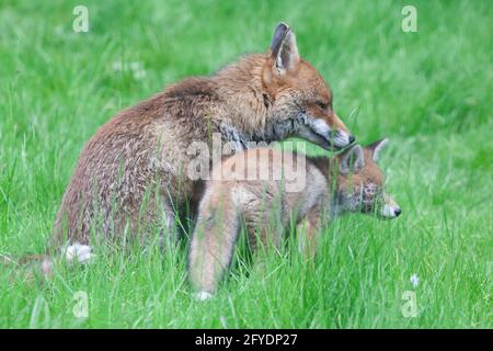 London, UK, 26 May 2021: A male fox spends time with his cub, the only one of two to have survived so far this year. The mother fox has also not been seen and the cub has been attacked and badly wounded. Anna Watson/Alamy Live News Stock Photo