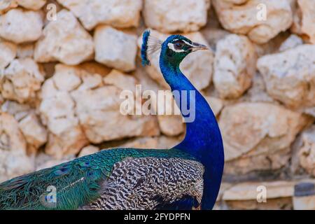 Picturesque multi-colored peacock on the background of a stone wall. Stock Photo