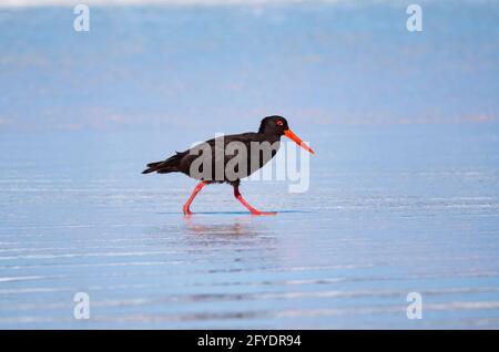 Sooty Oystercatcher, Haematopus fuliginosus, walking in shallow water on a beach with blue water background and copy space. Stock Photo