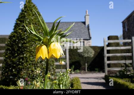 Dunbars close garden with yellow flowers and and old house. Stock Photo