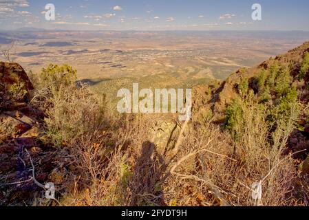 foresta verde ar