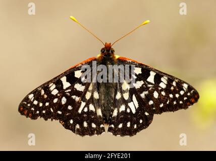 Variable checkerspot butterfly closeup. Stevens Creek Canyon County Park, Santa Clara County, California, USA. Stock Photo