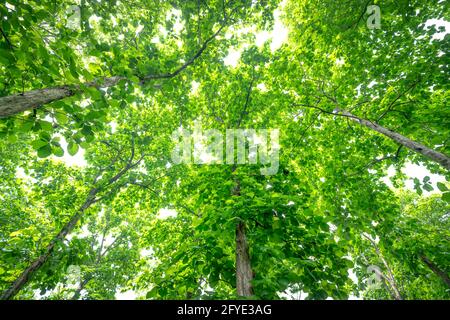 Teak Tree Forest (Tectona grandis). This tree has a wide elliptical leaf. The tree can be tall and large. Stock Photo