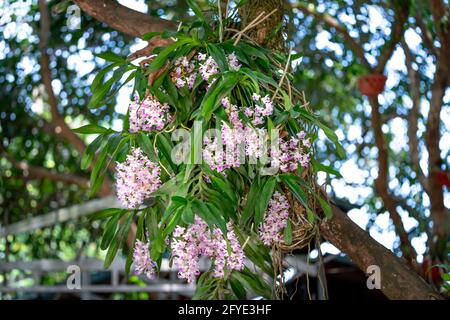 Blooming pink Rhynchostylis gigantea on tree Stock Photo