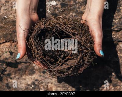 Close-up of female hands holding a fragile empty bird's nest, view from above. Concept of empty nest syndrome. Stock Photo