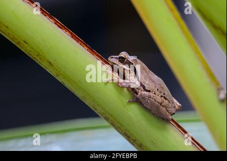 Polypedates maculatus, the common Indian tree frog Indian tree frog is a common species of tree frog found in South Asia. Stock Photo