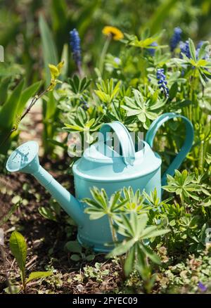 A green watering can stands in the garden between the flowers Stock Photo