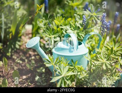 A green watering can stands in the garden between the flowers Stock Photo