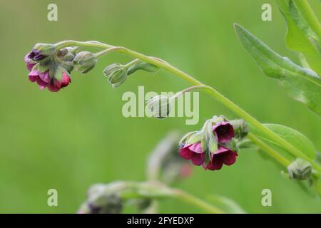 Cynoglossum montanum or Cynoglossum officinale. Gypsy flower Stock Photo