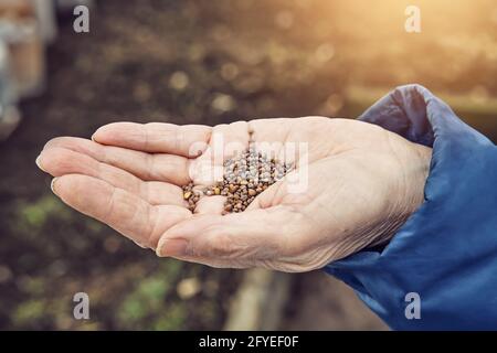 Senior woman holds small radish seeds on wrinkled palm above soil in kitchen garden on spring day close upper view Stock Photo