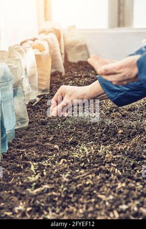 Senior woman puts small radish seeds into fertilized soil to grow vegetables in kitchen garden on spring day close view Stock Photo