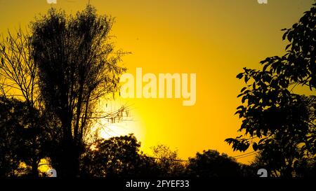 Yellow sunset tree. Tree silhouette sunset. Sunset sky landscape. Tree sunset silhouettes Stock Photo