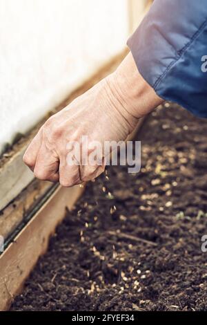 Senior woman sows radish seeds into fertilized soil to grow vegetables in kitchen garden on spring day close view Stock Photo