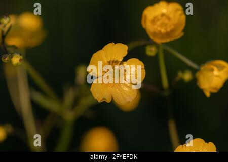 Creeping Buttercup ( Ranunculus repens ) also known as Sitfast or Creeping Crowfoot Stock Photo