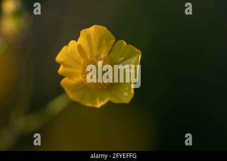 Creeping Buttercup ( Ranunculus repens ) also known as Sitfast or Creeping Crowfoot Stock Photo