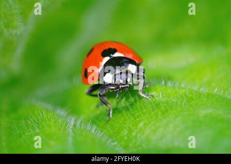 Macro shot of a colorful red, spotted ladybird, Coccinella septempunctata on a green leaf Stock Photo