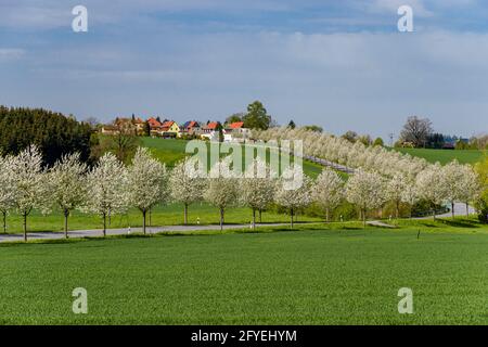 An alley of blooming cherry trees, leading to the small village of Rathmannsdorf. Stock Photo