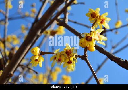 Beautiful yellow flowers on branches against blue sky Stock Photo