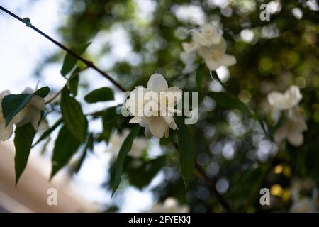 Fruit trees in bloom with the arrival of the spring in Istanbul Heybeli Island; Apricot, Plum or Peach. Stock Photo