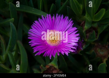 Carpobrotus edulis is a ground-creeping plant with succulent leaves in the genus Carpobrotus, native to South Africa. It is also known as Hottentot-fi Stock Photo