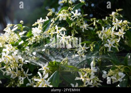 Trachelospermum jasminoides is a species of flowering plant in the family Apocynaceae, native to eastern and southeastern Asia. Common names include c Stock Photo