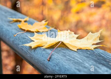 Yellow autumn maple leaves on the wooden railing of the pedestrian bridge. Leaf fall in the maple forest. Stock Photo