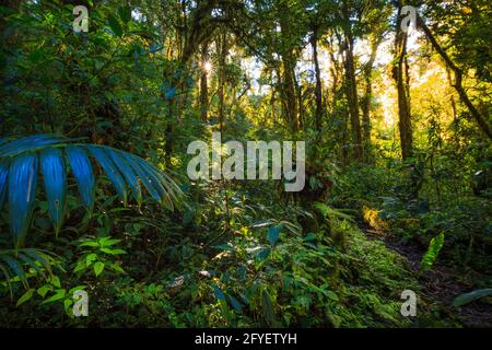 Early morning sunlight in the cloudforest of La Amistad national park, Chiriqui province, Republic of Panama, Central America. Stock Photo