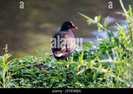 Lyon (France), May 25, 2021. A moorhen gallinule in foliage at the edge of a lake. Stock Photo