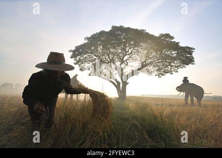Thailand Countryside; Silhouette elephant on the background of sunset, elephant Thai in Surin Thailand. Stock Photo