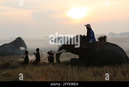 Thailand Countryside; Silhouette elephant on the background of sunset, elephant Thai in Surin Thailand. Stock Photo