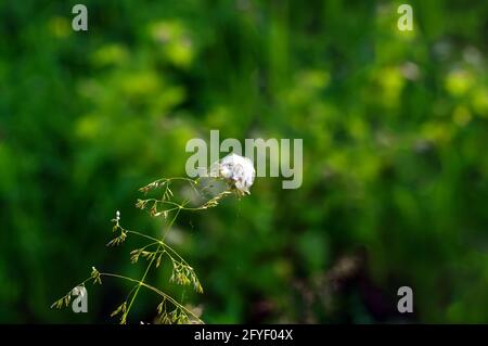 a clump of cobwebs on the top of the grass, in summer Stock Photo