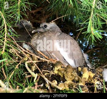 Two young Wood Pigeons in a nest - they are called Squabs at this age and feed entirely on a liquid diet which the parents regurgitate. Stock Photo