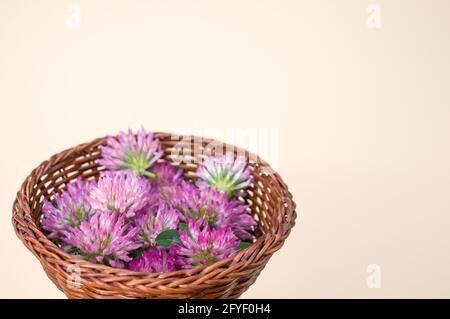 Closeup of fresh red clover flowers on a wicker basket isolated on white background Stock Photo