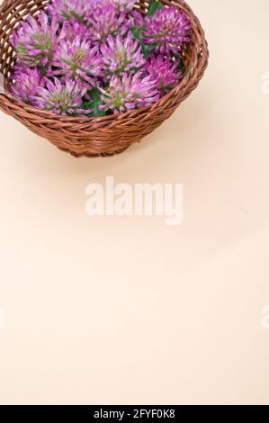 Vertical shot of fresh red clover flowers on a wicker basket isolated on white background Stock Photo
